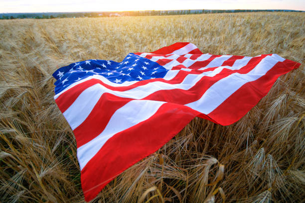 istock American flag lying on the wheat 1263683649