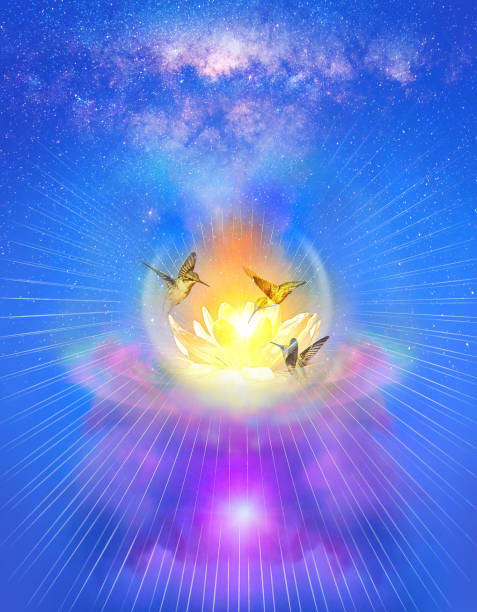 Lotus flower and hummingbirds