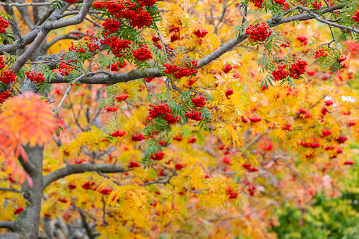 Rowan trees filled with red berries