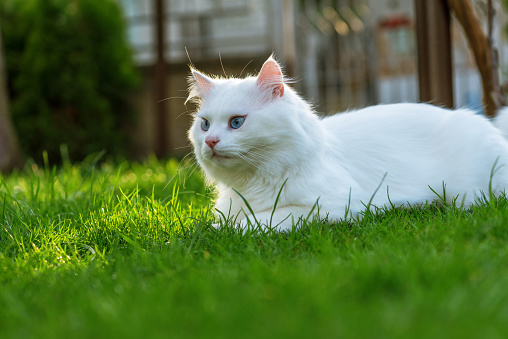 Cat relaxing in grass at summer.
