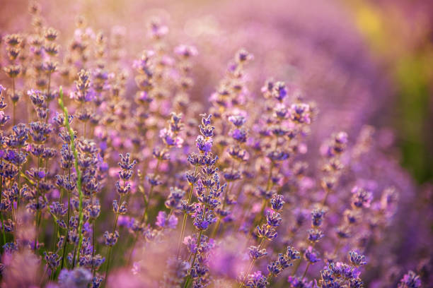 istock Blooming lavender in a field at sunset. 1263683948