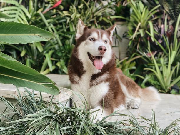 istock Brown Siberian Husky and tropical background 1263684561