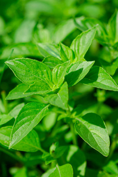 istock Organic fragrant green basil grows in an open-air garden 1263685136