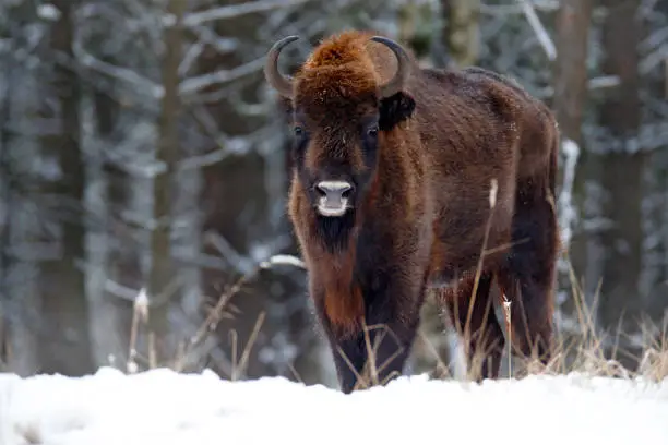 European bison in the winter forest, cold scene with big brown animal in the nature habitat, snow on the trees, Poland. Wildlife scene from nature. Big brown bizon cold witer with snow.
