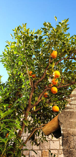 istock Ripe oranges fruits growing on the tree against blue sky 1263687632