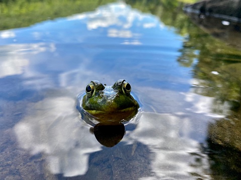A toad peeks out of the water of Trout Pond in Roscoe, New York.