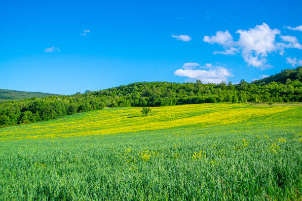istock Green meadows of Old Mountain, Stara Planina 1263687982