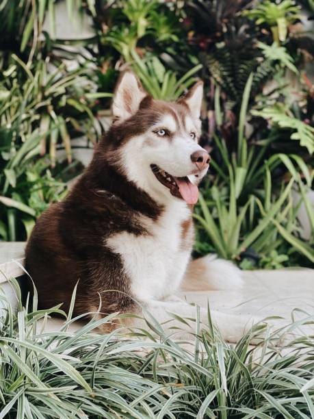 istock Brown Siberian Husky and tropical background 1263688927