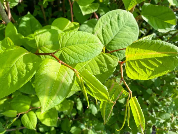 Photo of Leaves and stems of Japanese Knotweed.