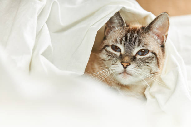 istock domestic tabby cat sleeping on a white fabric. domestic animals. relax concept 1263690202