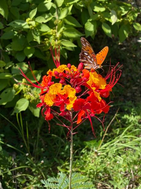 istock Orange Butterfly on red and yellow flower 1263690487