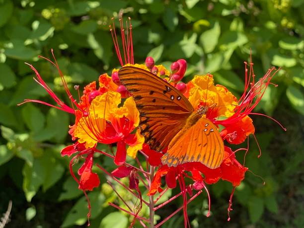 istock Orange gulf frutiliary butterfly 1263690643