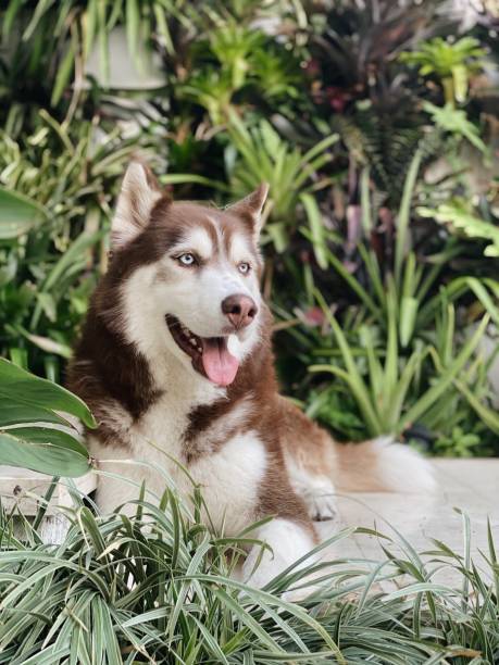 istock Brown Siberian Husky and tropical background 1263690724