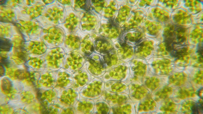 2,691 Animal Cell Structure Stock Videos and Royalty-Free Footage - iStock | Cell membrane, Plant cell, Animal cells 2,691 Animal Cell Structure Stock Videos and Royalty-Free Footage - iStock | Cell membrane, Plant cell, Animal cells