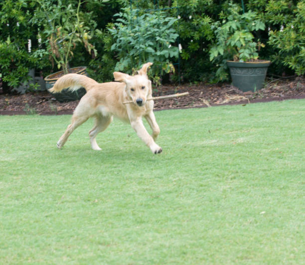 istock A dog and his stick 1263690881