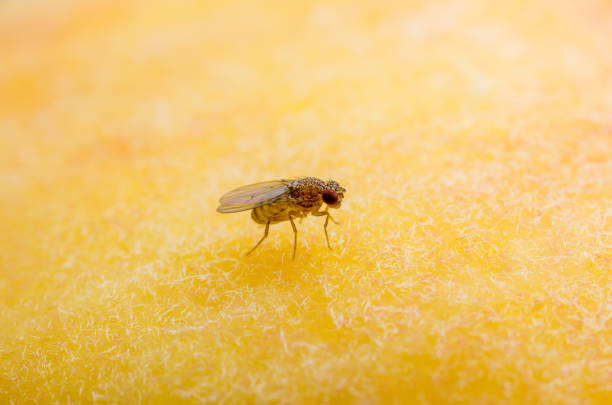 istock Tropical Fruit Fly Drosophila Diptera Parasite Insect Pest on Ripe Fruit Vegetable Macro 1263691494