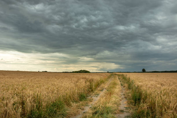 istock A rural road through fields with mature grain and spectacular dark clouds 1263691588