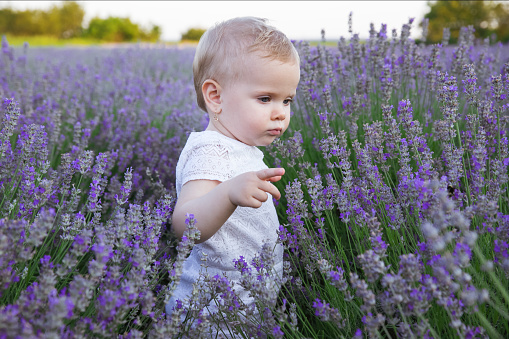 Cute little child walking on purple lavender blossom meadow field, sniffing flowers, play, enjoy aroma