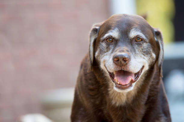 Happy senior dog