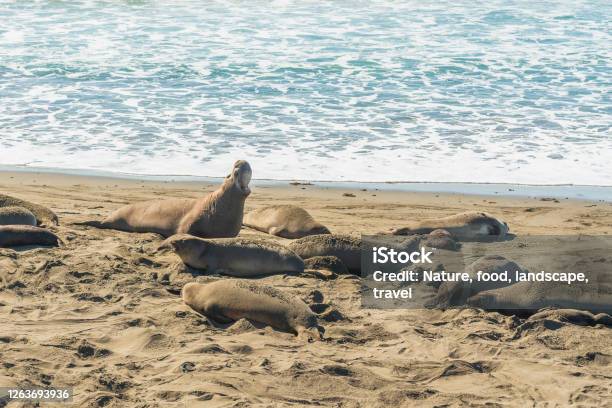 Elephant Seal Colony In San Simeon State Park California Stock Photo - Download Image Now