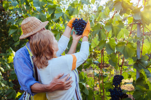 ブドウ狩り。農家のカップルは、生態学的な農場でブドウの作物を集めています。幸せな先輩男女チェックフルーツ - retirement senior adult vineyard heterosexual couple ストックフォトと画像