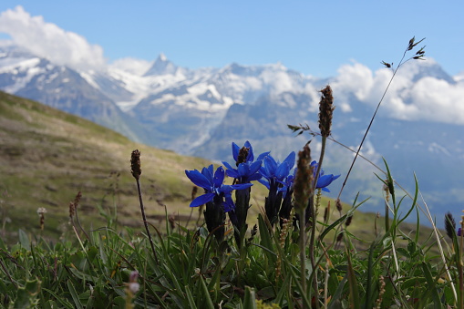 Gentian at Faulhorn close to Grindelwald. Mountains in the background.