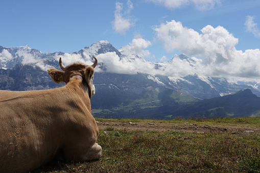 Cow enjoying the view on the Alps.