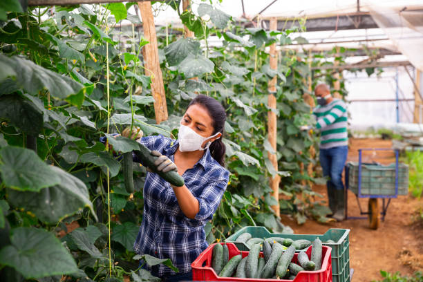 istock Woman in protective mask harvesting fresh cucumbers 1263697354