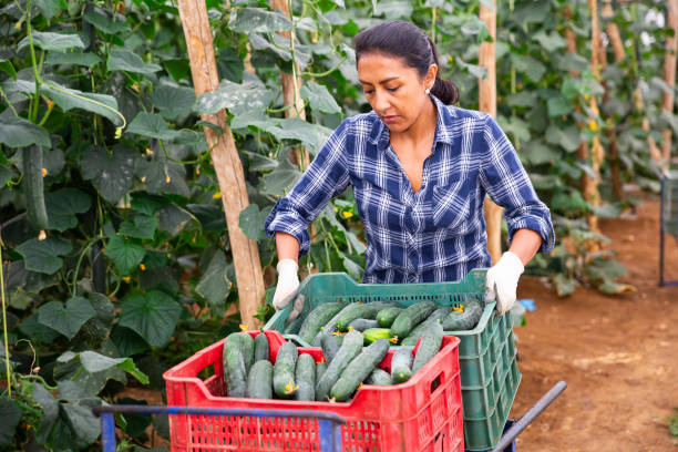 istock Female farmer stacking boxes with picked cucumbers in greenhouse 1263697373