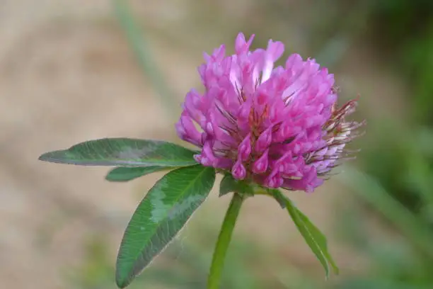 Pink field clover flower close up. High quality photo
