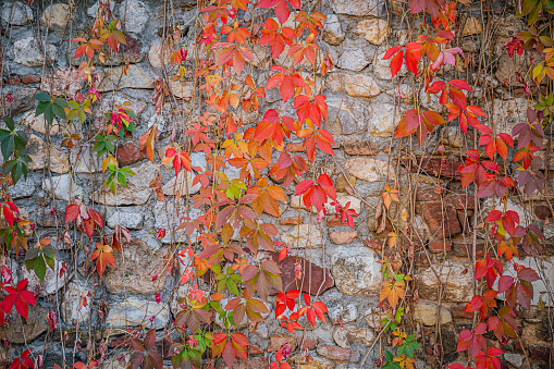 Climbing plant on the stone wall on a autumn day
