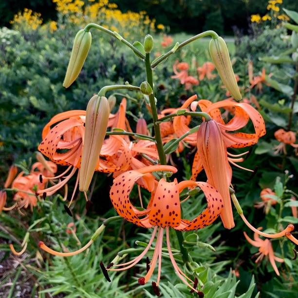 istock Tiger Lily Flowers in Garden 1263698288