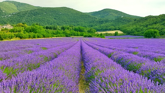 Lavander field in Provence.
