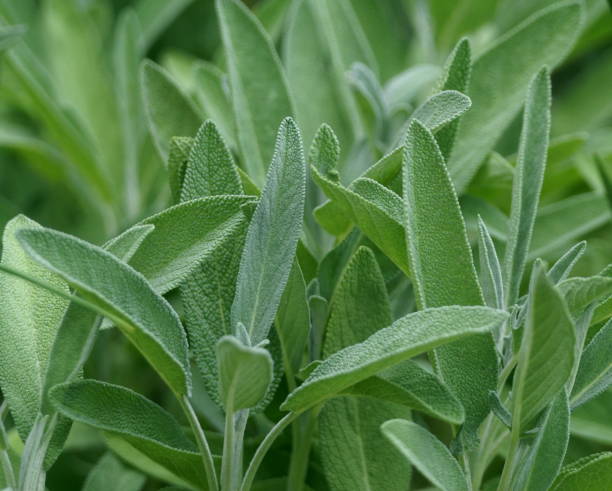 istock Full frame of sage leaves 1263699292