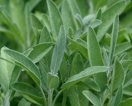 Rosmarinus officinalis, commonly known as rosemary, is a woody, perennial herb with fragrant, evergreen, needle-like leaves and white, pink, purple, or blue flowers, native to the Mediterranean region.\nIt is a member of the mint family Lamiaceae, which includes many other herbs. The name \