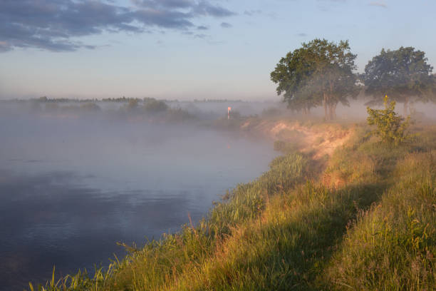 River in morning covered with fog, captivating willow trees on the bank. Beautiful landscape of plain river. Blue color in nature. Soft focus due to sick morning fog over river.