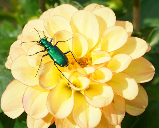 黃色大麗花上美麗的六斑綠虎甲蟲特寫。 - 班蝥 圖片 個照片及圖片檔