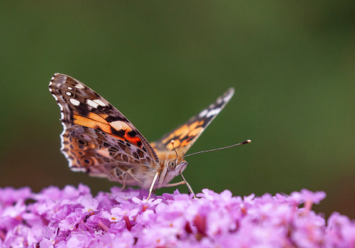 A Painted Lady Butterfly (Vanessa cardui) drinking nectar from a pink Buddleja davidii panicle of flowers.