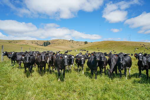 Geraldine, New Zealand.