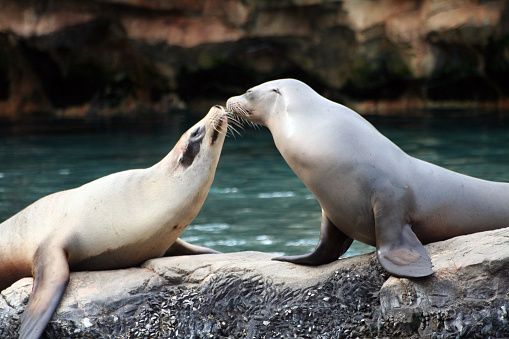 Two seals kissing