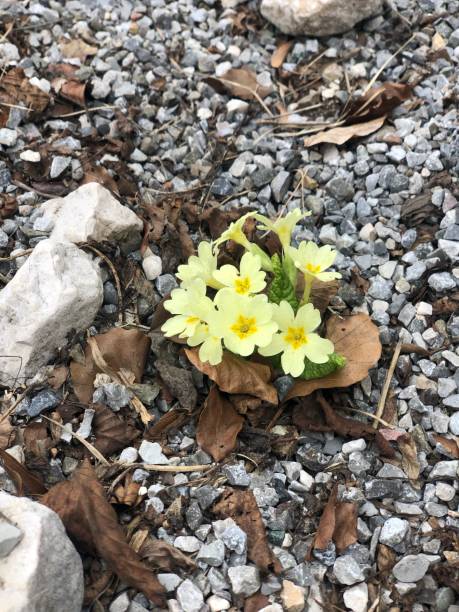 istock Flowers in gravel 1263700573