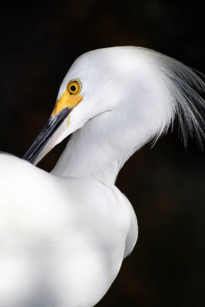garzetta bianca - wading snowy egret egret bird foto e immagini stock
