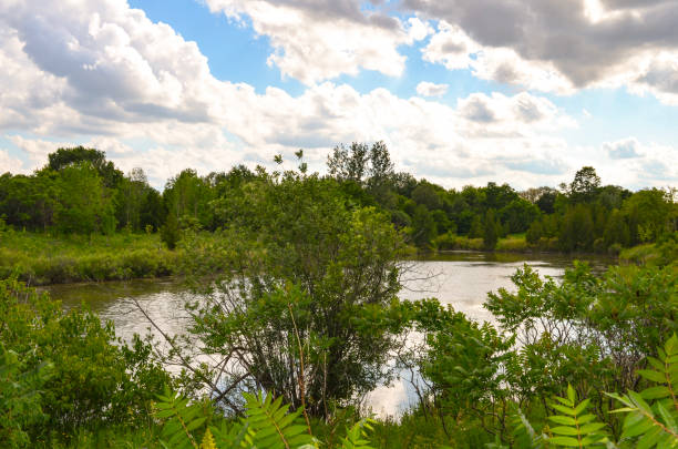 istock Lake surrounded by lush green trees 1263701361