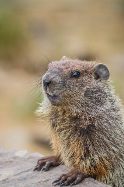 istock Adorable young Groundhog closeup looking at angle in soft beautiful light 1263701967