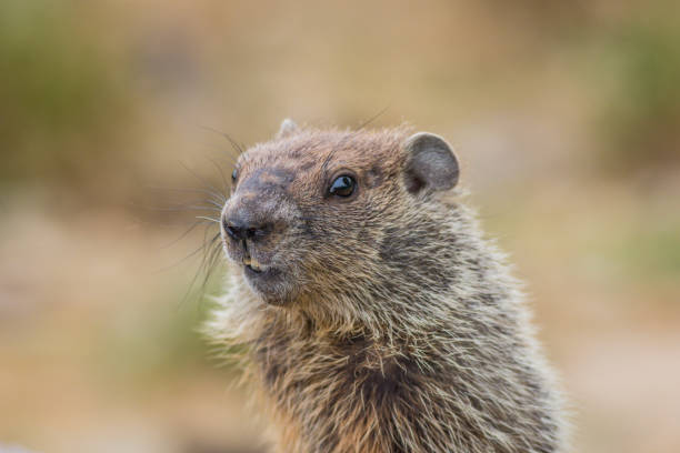 istock Adorable young Groundhog closeup looking at angle in soft beautiful light 1263701979