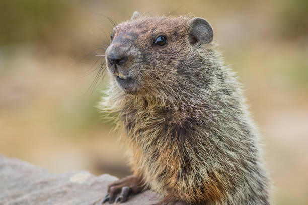 istock Adorable young Groundhog closeup looking at angle in soft beautiful light 1263701980