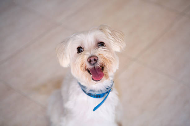 istock Senior dog smiling 1263702558
