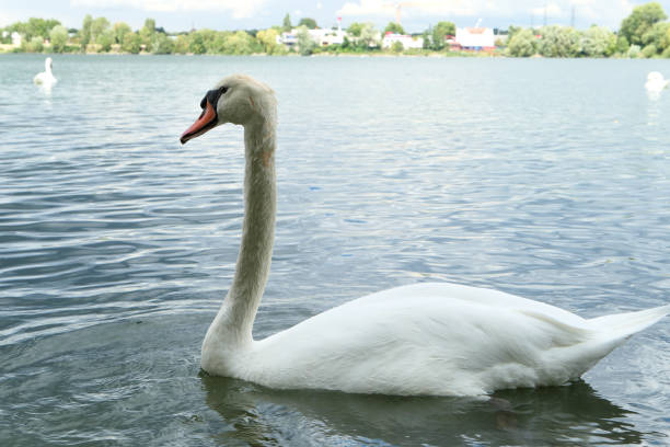 istock Close-up on a mute swan. 1263703430