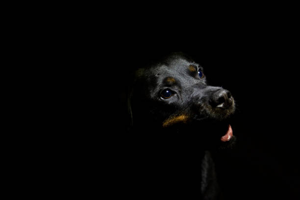 istock Rottweiler smiling in a black background 1263703732