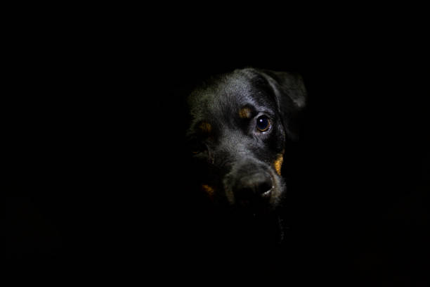 istock Rottweiler eye in a black background 1263703838